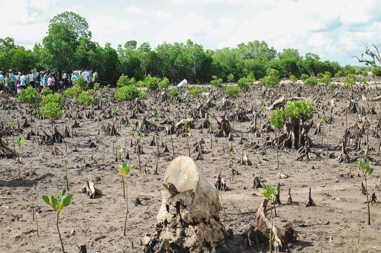 Restore Watamu